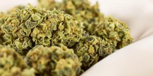 CBD for sleep apnea cannabis buds close-up showing texture and dense structure