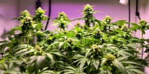 Cheap grow lights for weed with multiple LED panels covering full indoor cannabis canopy