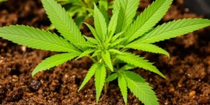 Cannabis plants growing in organic soil enriched with nutrients like coffee grounds