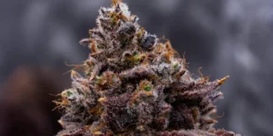 Close-up of Money Maker cannabis bud with deep purple leaves, frosty trichomes, and orange pistils during the flowering phase