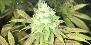 Afgooey strain effects and benefits overview chart