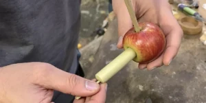 Apple used as a homemade pipe for smoking cannabis.