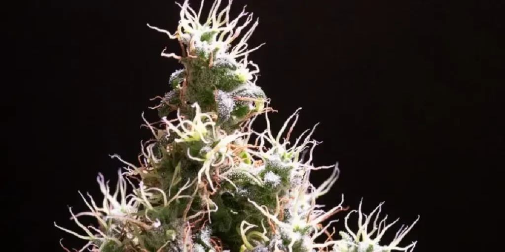 How to Grow Arjan’s Haze 3 Strain