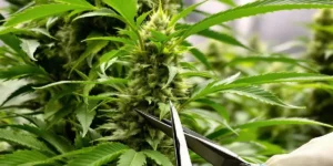 grower performing low stress training on autoflower cannabis plant