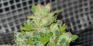 Franco’s Lemon Cheese grow timeline from seed to harvest