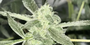 Fullgas strain cannabis buds with dense trichomes and developing flowers on green leaves in flowering stage.
