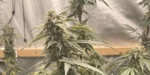 Great White Shark cannabis grow timeline from germination to harvest stages.