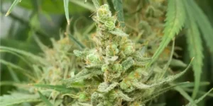 Hawaiian Snow strain bud with heavy trichome coverage and orange pistils during flowering stage.