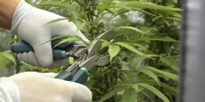healthy cannabis plant during flowering stage with dense buds