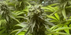 Highcloudz strain growth stages from germination to curing