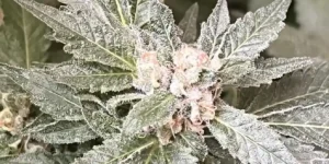 How to Grow Milky Dreams Strain