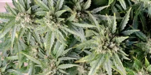 Neville’s Haze in flowering stage with developing buds during long flowering cycle.