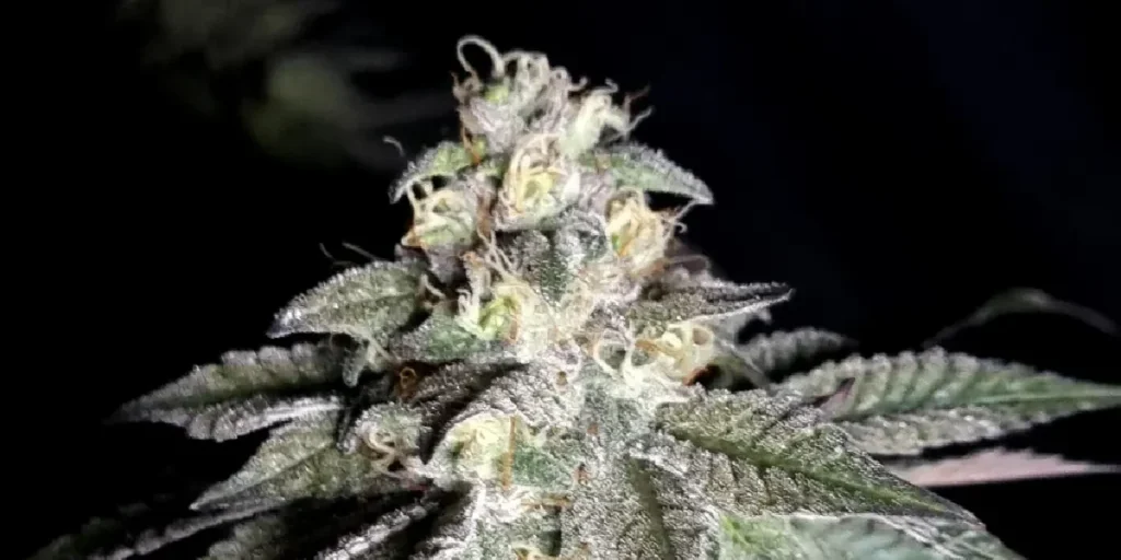 How to Grow Nori Cake Strain