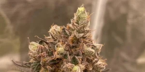Ztrawberry strain bud with dense trichomes and colorful pistils in flowering stage