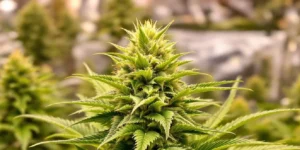 Cannabis plants accidentally flowering during vegetative stage in greenhouse