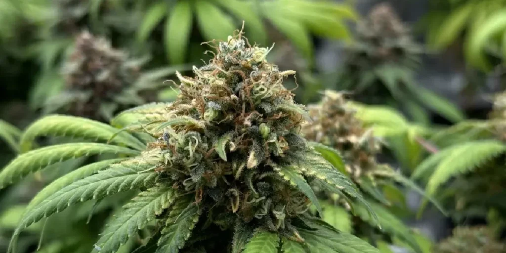 AMS Strain Grow Info