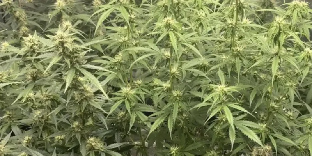 Close-up of Blackberry Auto cannabis bud with white pistils in early flowering