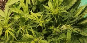 Young Californian Snow Auto cannabis plant in early vegetative stage