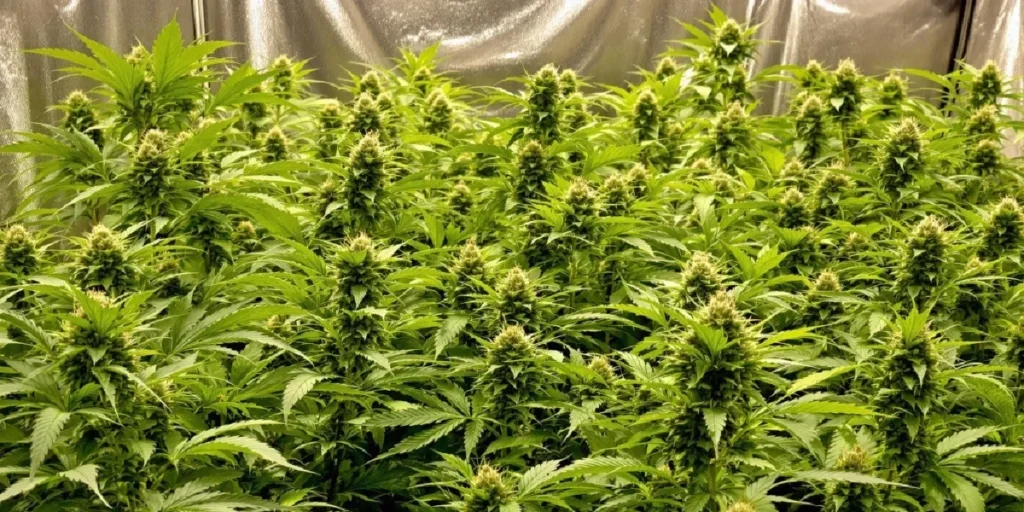 Dense cannabis canopy in flowering stage indoors