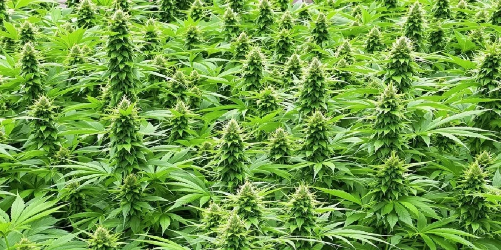 Best Cannabis Plants for Warm and Humid Climates