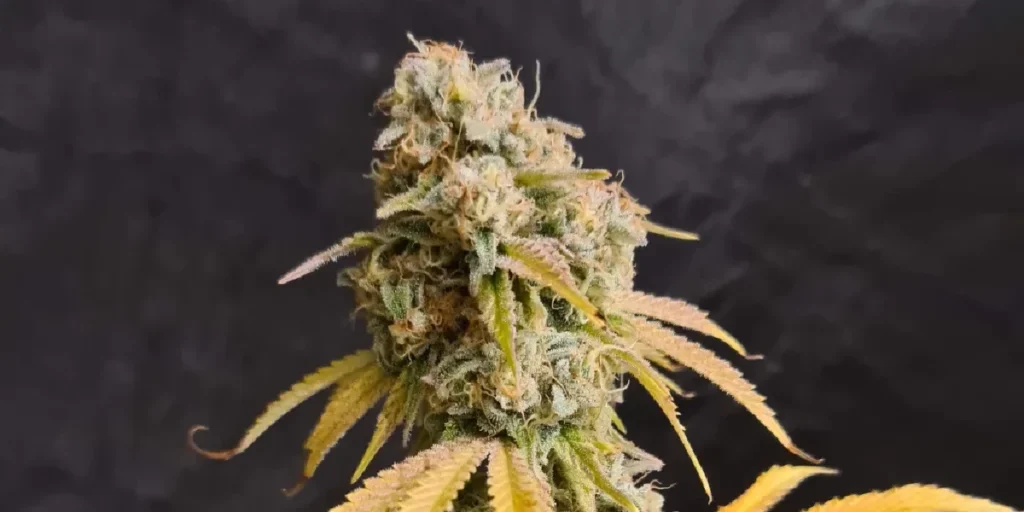 Cloud Walker Strain Grow Info