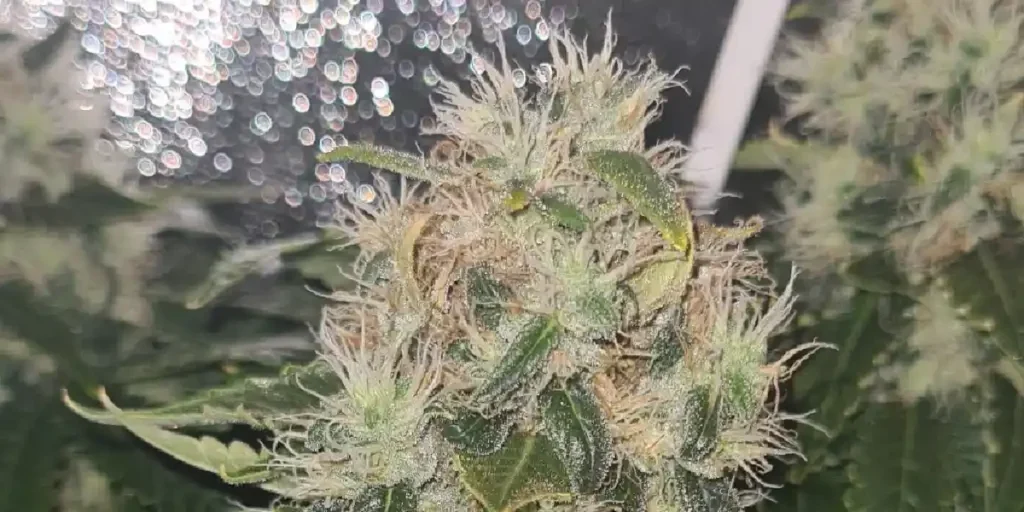 Dark Phoenix Strain Grow Info