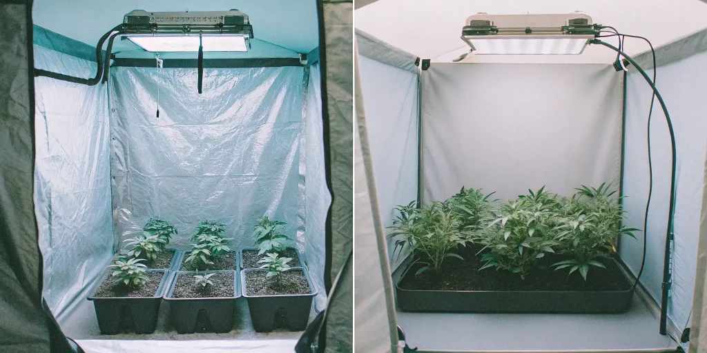 Indoor grow tent with autoflower and photoperiod cannabis under distinct light cycles.