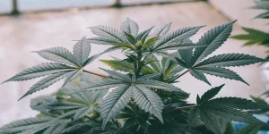 Close-up view of a healthy cannabis clone with vibrant green leaves, showcasing quality for the Best cannabis clones online.