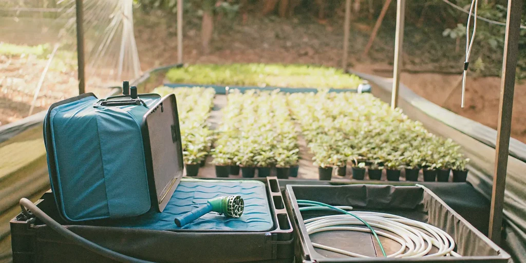 An indoor garden display featuring the best indica strains under optimal lighting and simple care conditions.