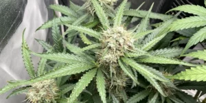 Girl Scout Cookies Auto Bud