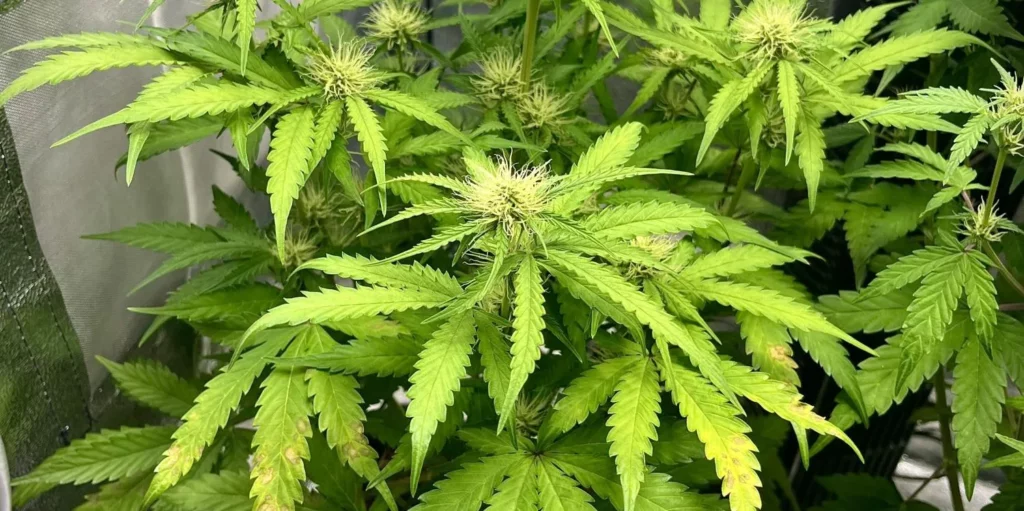 Girl Scout Cookies Auto Grow