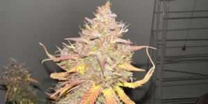 Gorilla Cookies Auto Buds