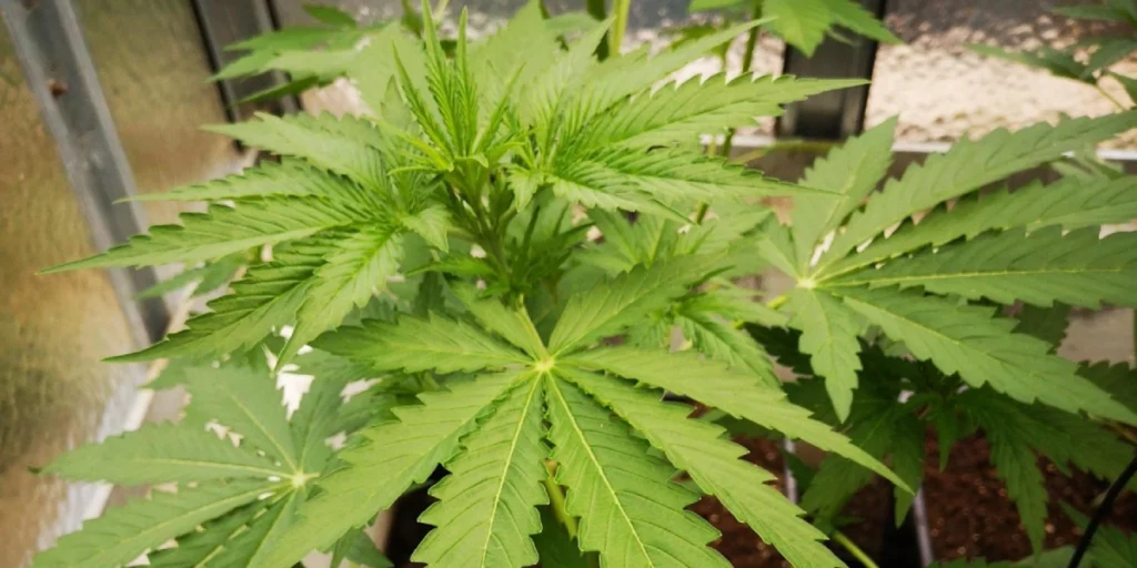 Gorilla Punch Auto Flowering