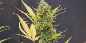 Grapefruit Auto Buds