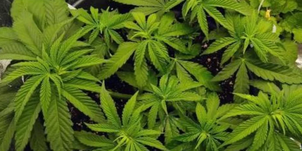 Lemon Orange Strain Grow