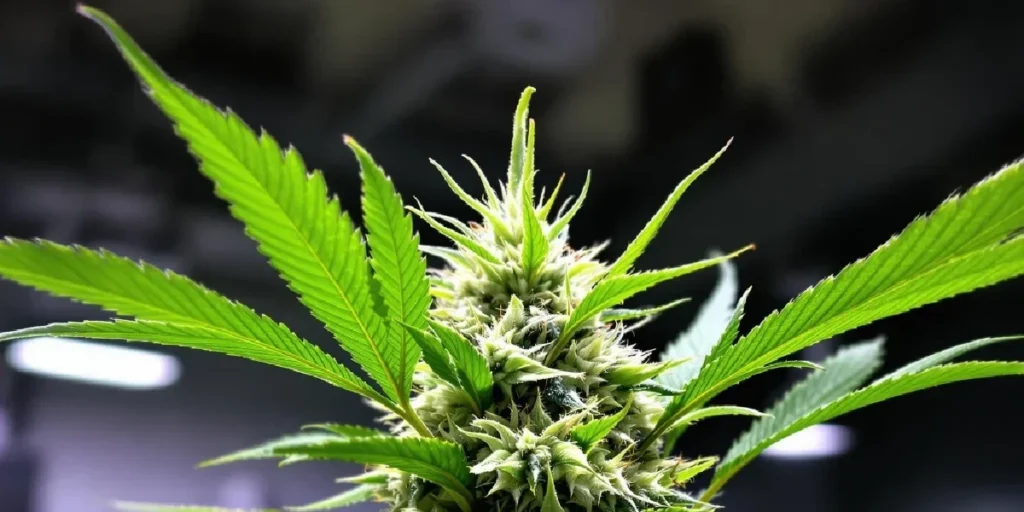 Best Autoflower Genetics for High Yields and Potency