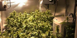 cannabis flowering stage humidity monitor indoor grow