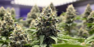 cannabis LST training technique for higher yield indoors