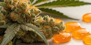 Close-up view of Orange Sherbet auto strain buds with bright citrus hues and resin-covered trichomes.