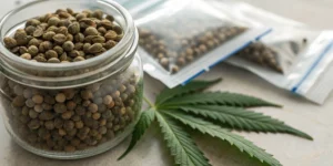 Jar of cannabis seeds with desiccant illustrating do cannabis seeds go bad.