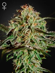 A cannabis plant displays dense, frosty trichomes and vibrant green leaves, with orange pistils, set against a dark background. A female gender symbol is visible in the top left corner.