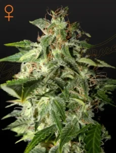A cannabis plant, coated with frosty trichomes and surrounded by green serrated leaves, stands against a dark background. An orange female symbol adorns the top left corner.