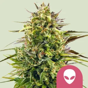 A dense, frosty cannabis bud sits against a light green background, with an alien-head icon in the bottom right corner, adding a playful element.