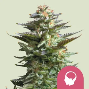 A dense, green Amnesia Haze cannabis plant covered in frosty trichomes and orange hairs appears upright against a plain background. A red icon with a head silhouette overlays the bottom right corner.