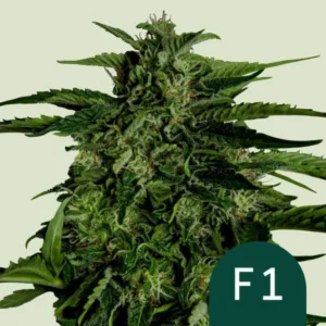 Thick cluster of Apollo F1 Auto cannabis leaves and buds, appearing dense and textured, against a plain light background. Text: "F1" in the lower right corner.