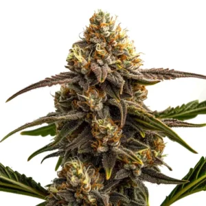 Apple Fritter Auto Cannabis plant bud covered in trichomes and orange hairs, standing upright with elongated leaves protruding, set against a plain white background.