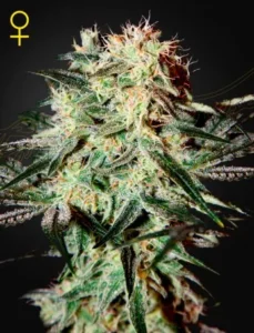 A dense Arjans Strawberry Haze cannabis plant with orange pistils and frosty trichomes stands against a dark background. A female symbol appears in the top left corner.