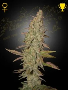 A dense Arjans Ultra Haze 1 cannabis bud stands upright, displaying frost-covered leaves in various shades of green and purple. The backdrop features the "Green House Seed Co." logo, a trophy, and a female symbol.