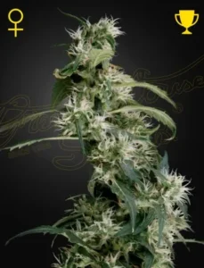 A tall Arjans Ultra Haze 2 cannabis plant covered in white flowers and green leaves grows with distinctive symbols above it, against a dark background. Faint cursive text reads "Green House" in the backdrop.