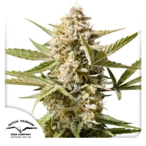 A dense Auto Cinderella Jack cannabis plant is covered in white trichomes, surrounded by green leaves. Text: "Dutch Passion Seed Company, Amsterdam, Since 1987" appears in the bottom corner.